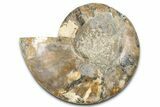 Cut & Polished Ammonite Fossil (Half) - Madagascar #347827-1